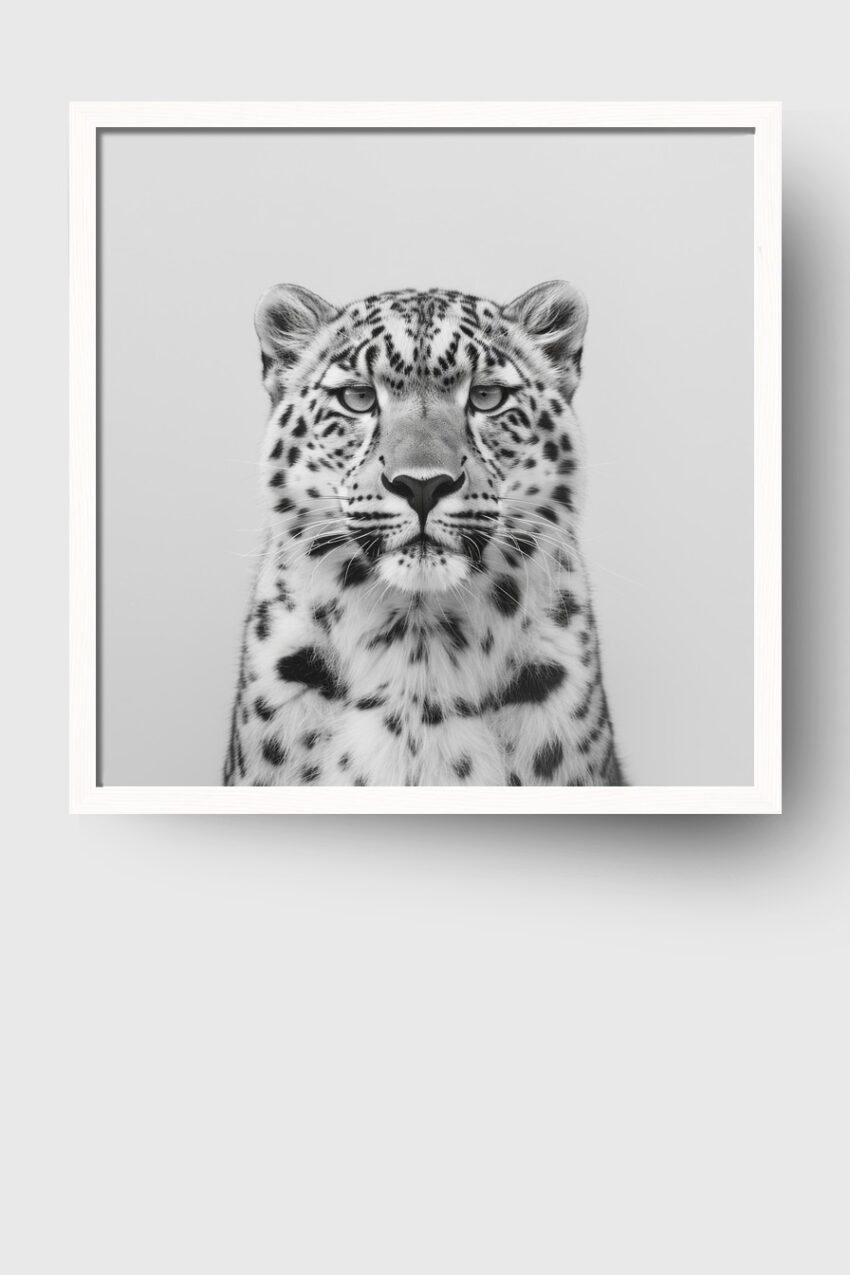 Fotografie Poster Schneeleopard detailliert schwarz-weiß