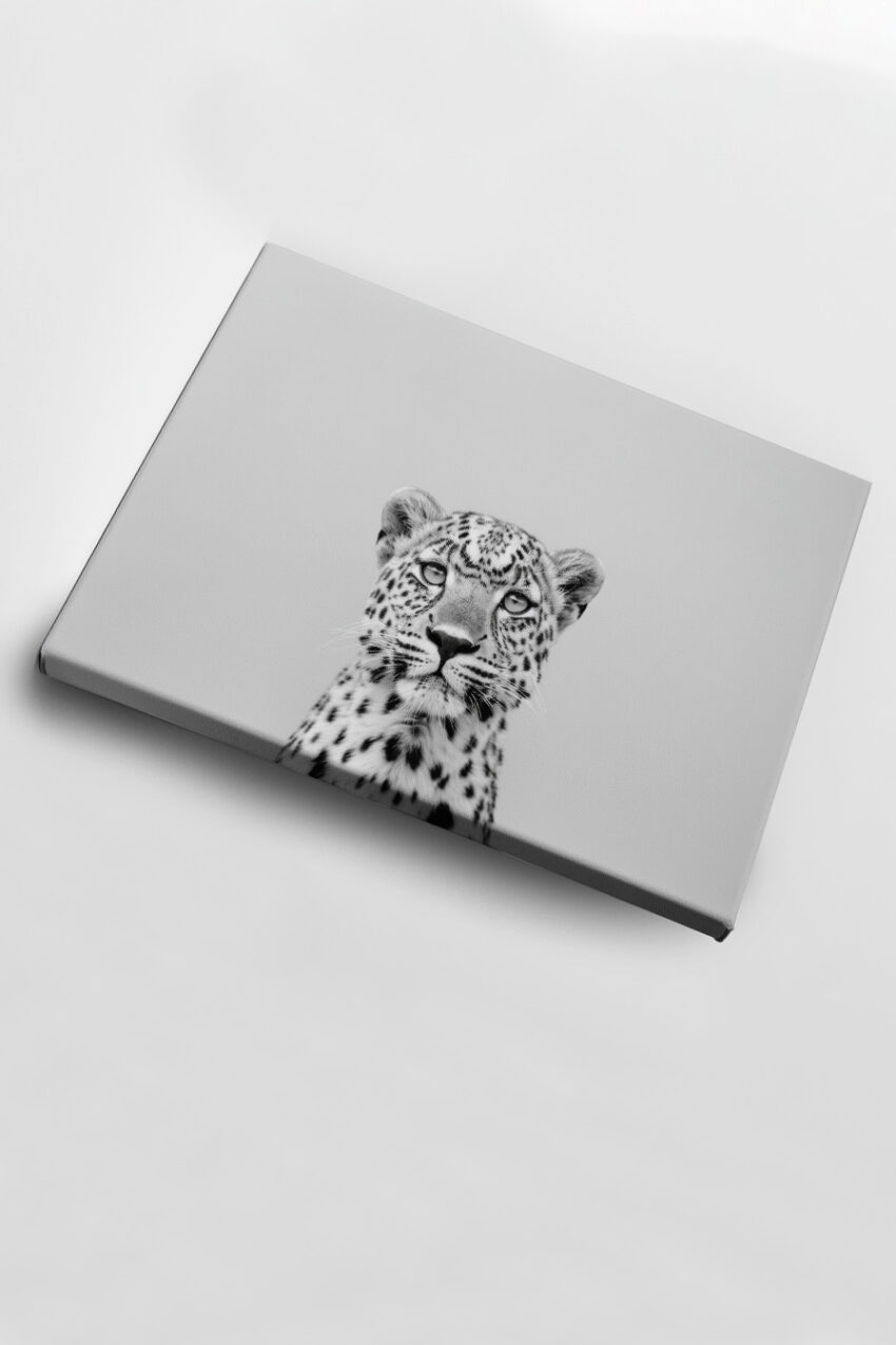 Fotografie Poster Gepard Kopf frontal schwarz-weiß