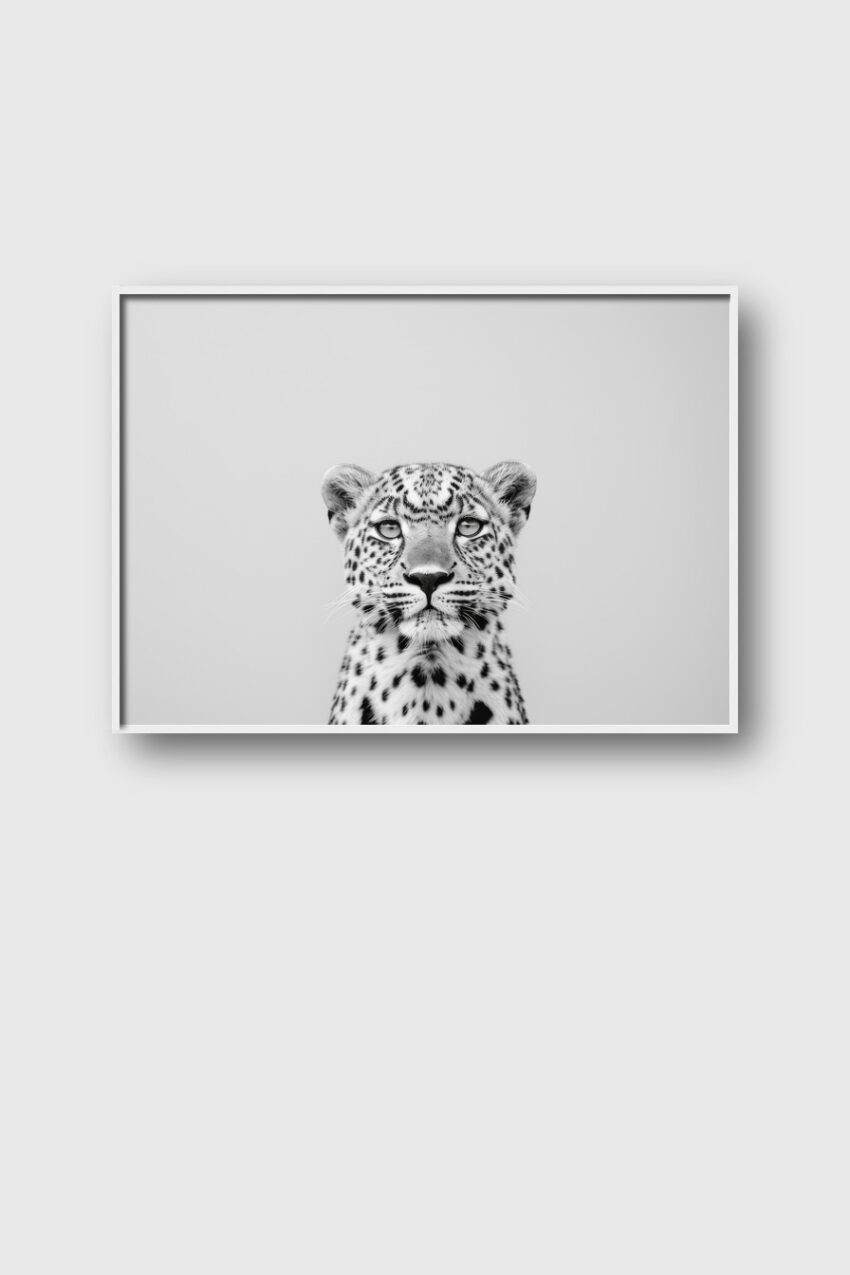 Fotografie Poster Gepard Kopf frontal schwarz-weiß