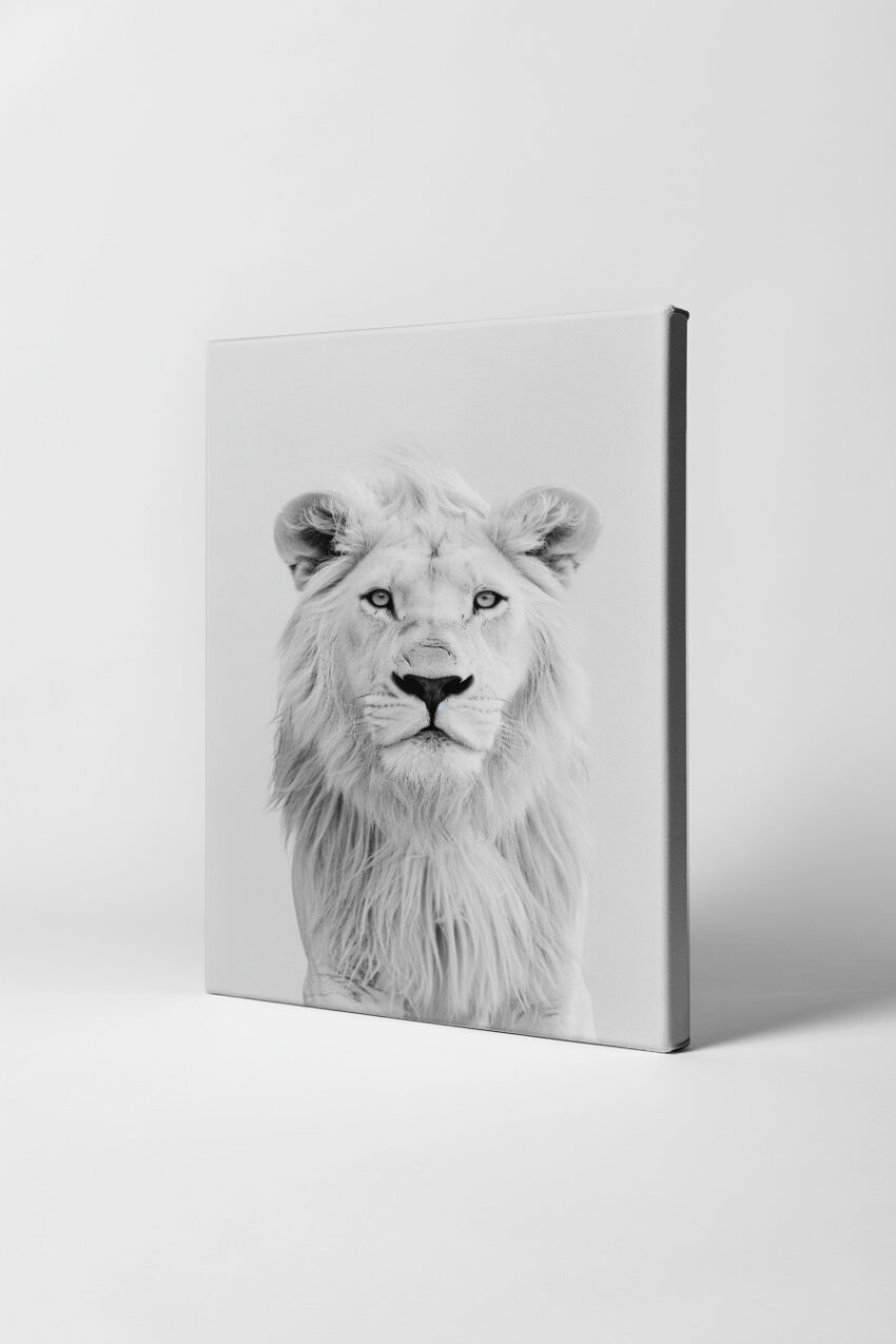 Fotografie Poster Löwe weiß Nahaufnahme schwarz-weiß