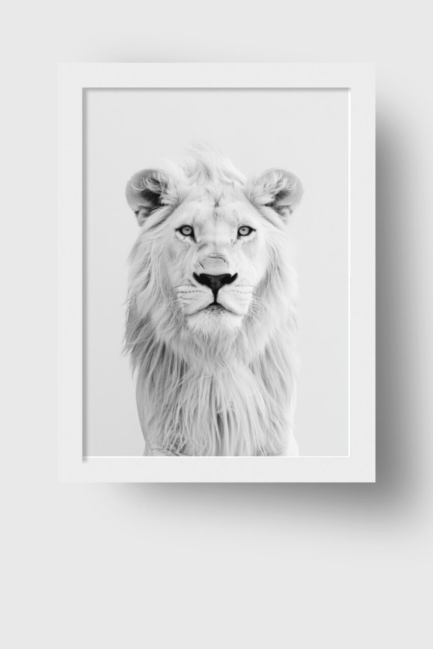 Fotografie Poster Löwe weiß Nahaufnahme schwarz-weiß