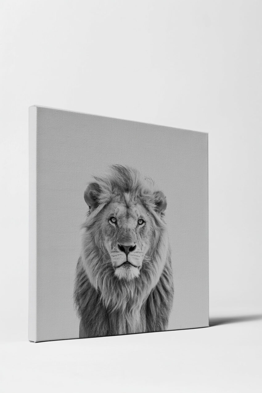 Fotografie Poster Löwe frontal schwarz-weiß