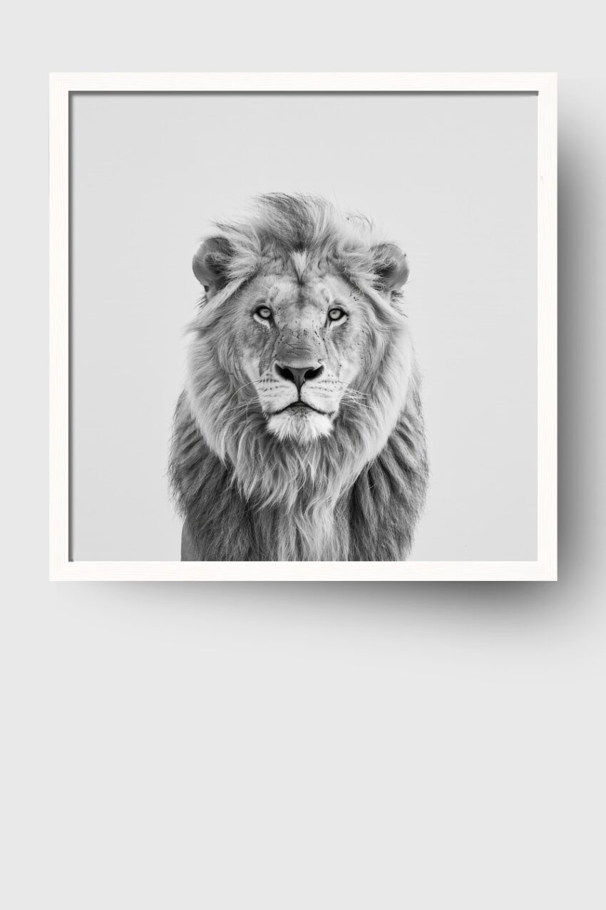 Fotografie Poster Löwe frontal schwarz-weiß