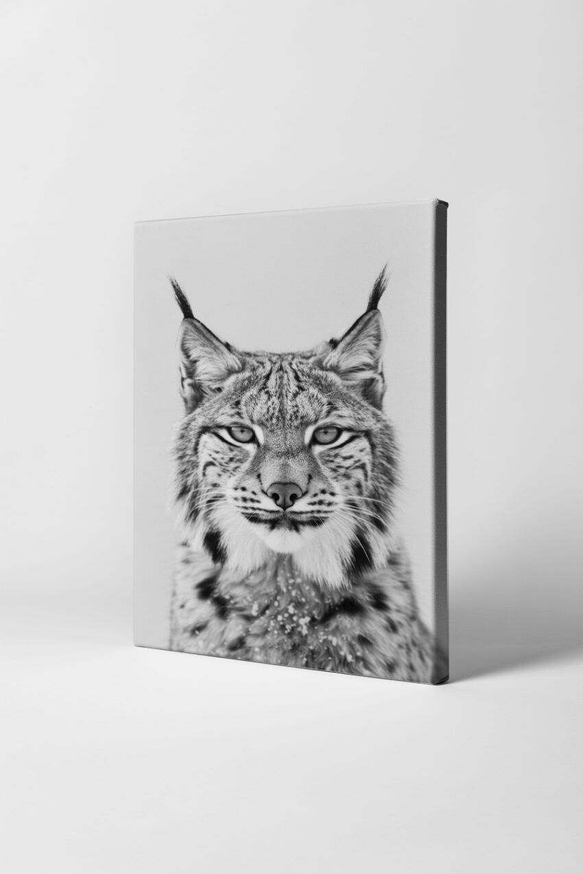 Fotografie Poster Luchs Kopf schwarz-weiß Nahaufnahme