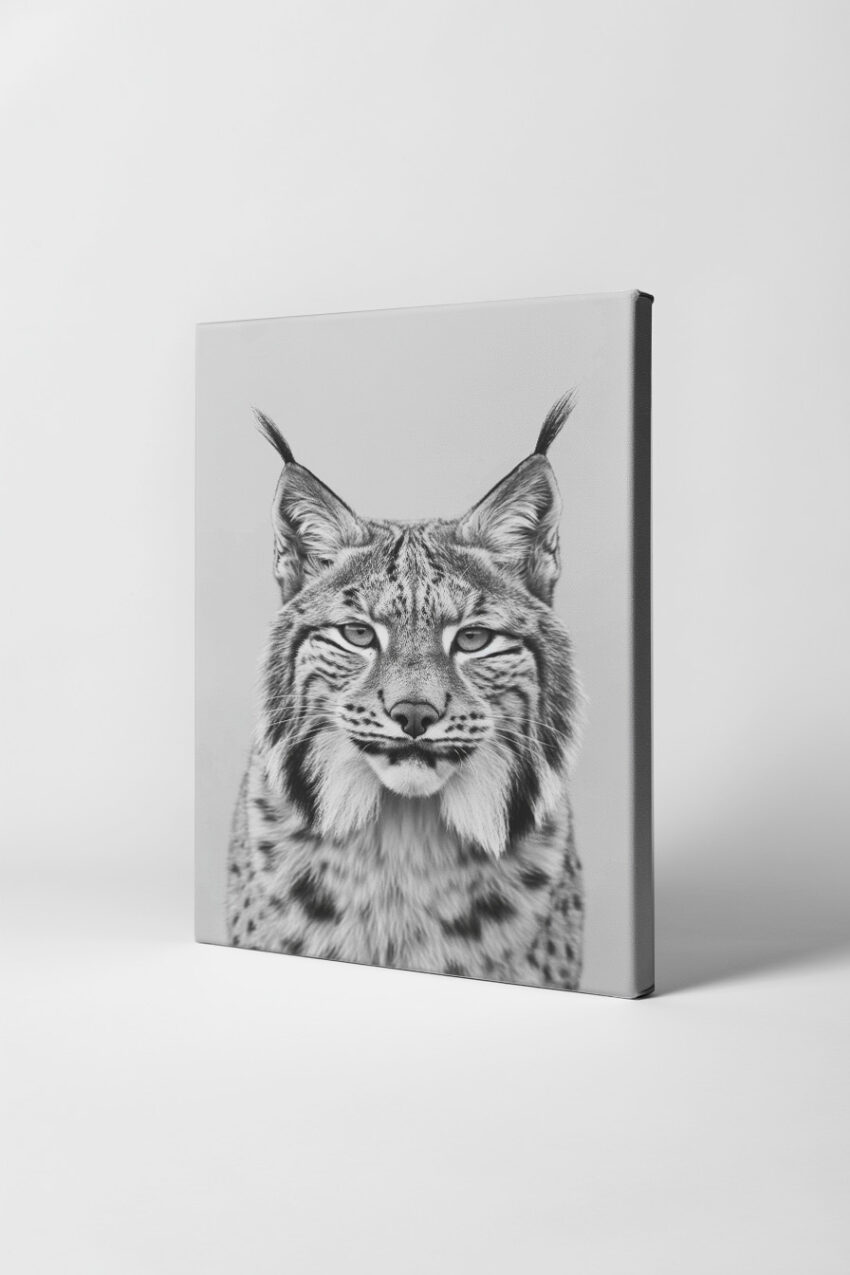 Fotografie Poster Luchs Gesicht Frontal schwarz-weiß