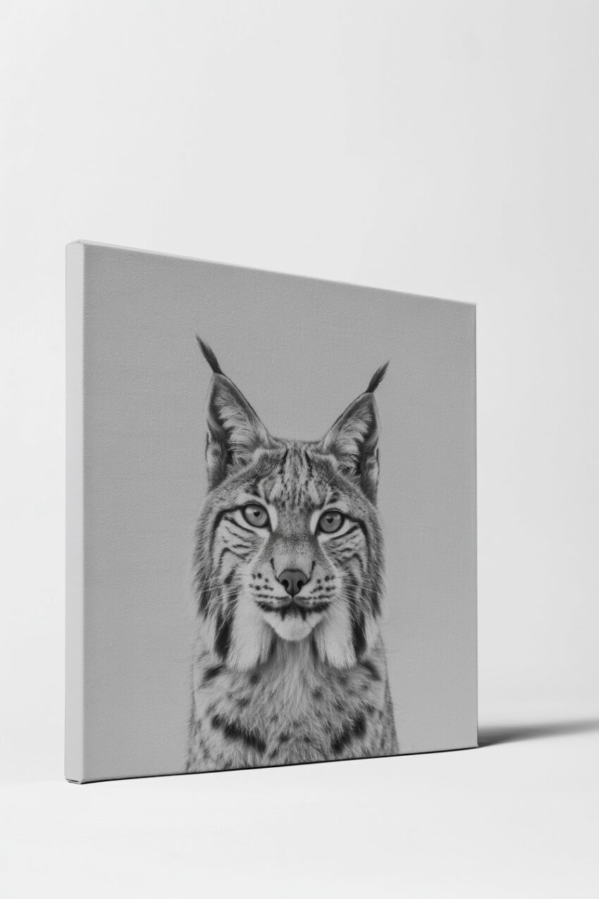 Fotografie Poster Luchs frontal schwarz-weiß