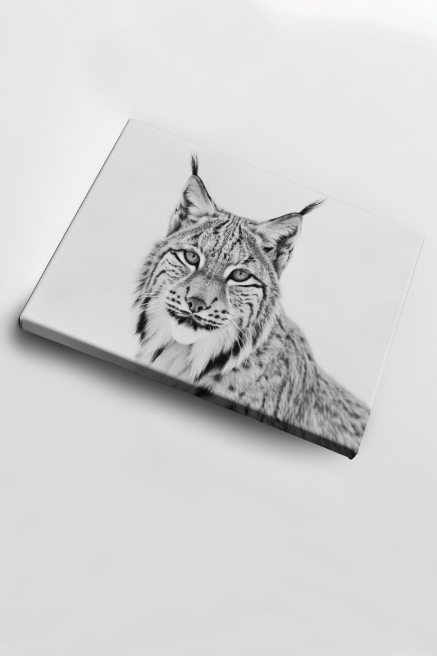 Fotografie Poster Luchs Schwarz-Weiß Porträt Wildkatze