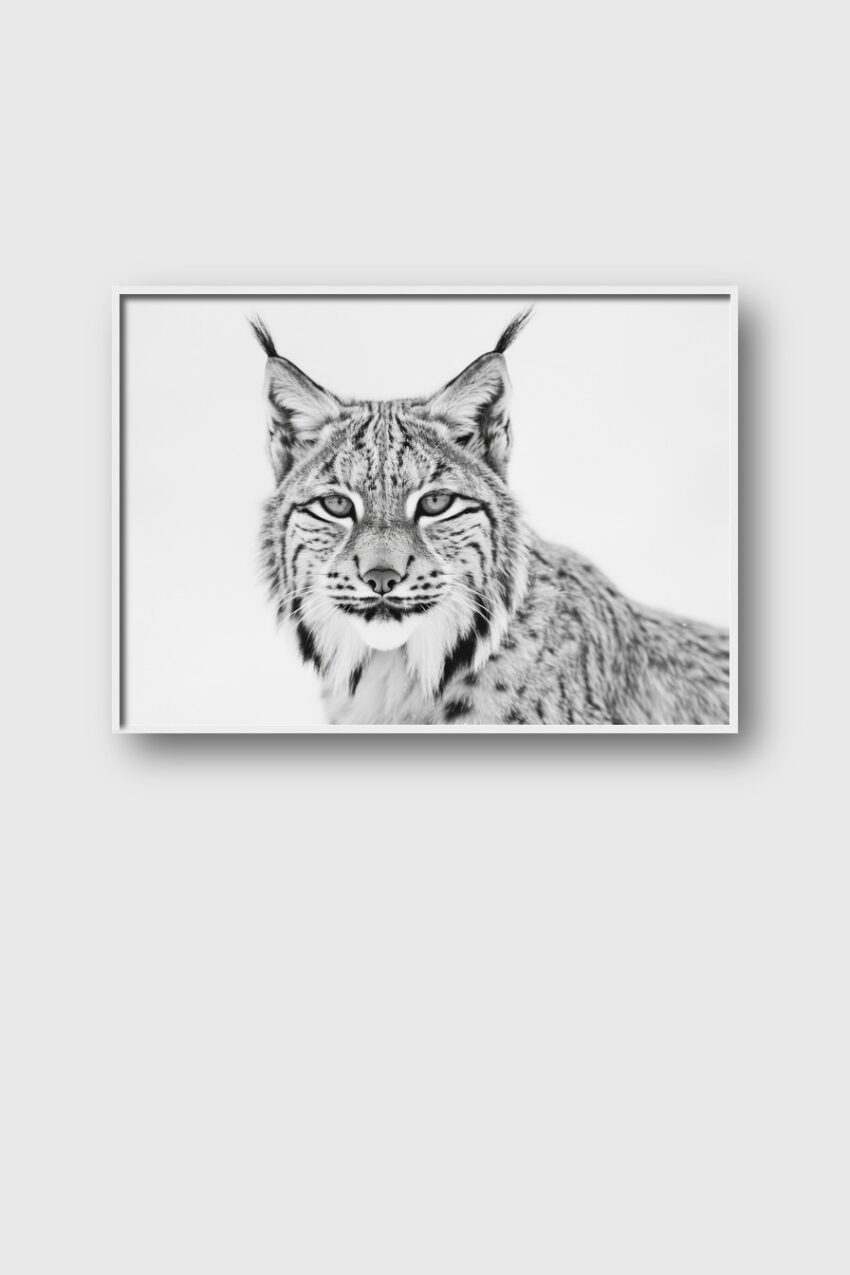 Fotografie Poster Luchs Schwarz-Weiß Porträt Wildkatze