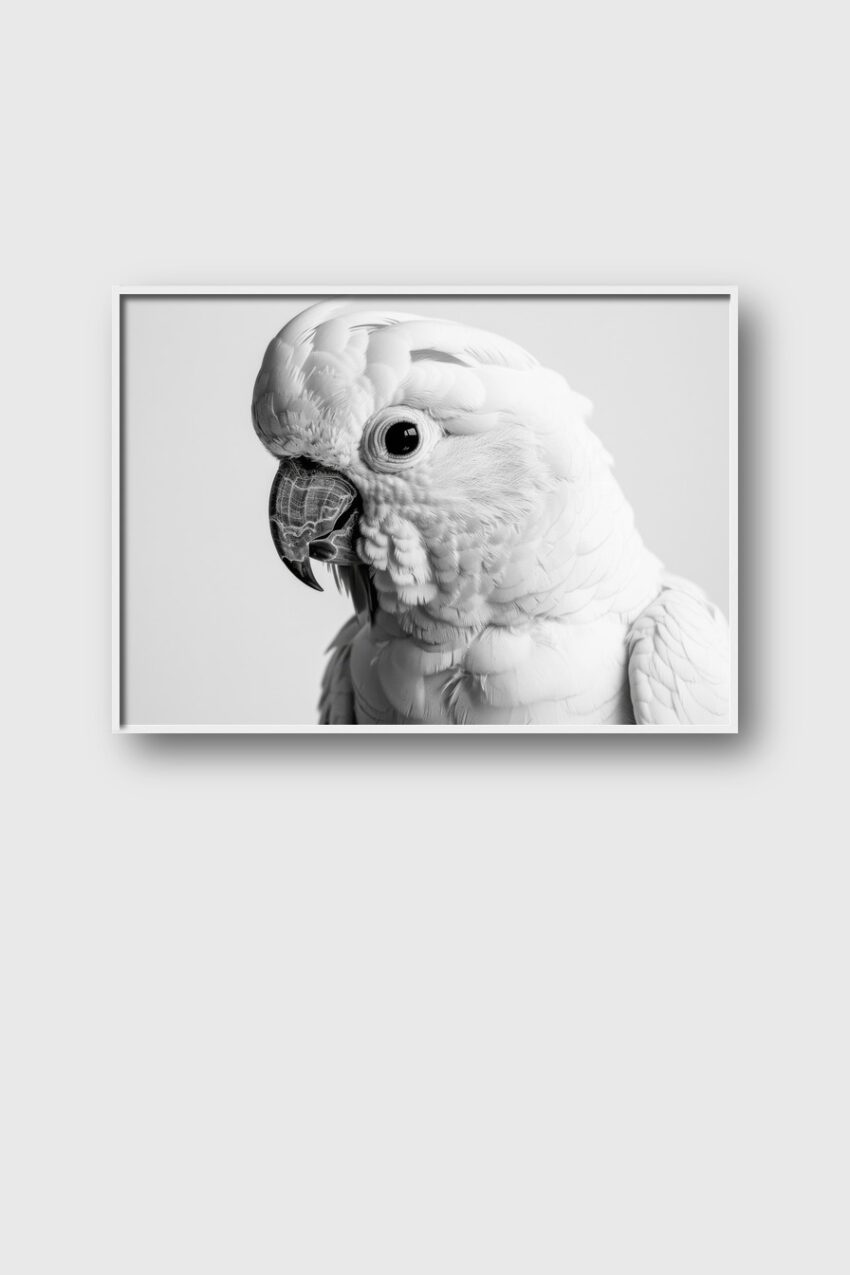 Fotografie Poster Kakadu Kopf schwarz weiß Detail