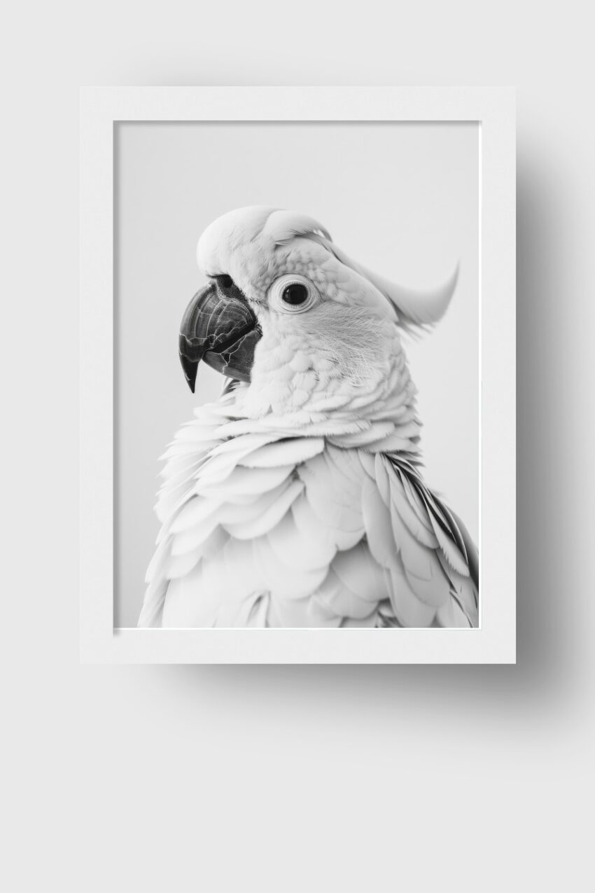 Fotografie Poster Kakadu Porträt schwarz-weiß fein detailliert