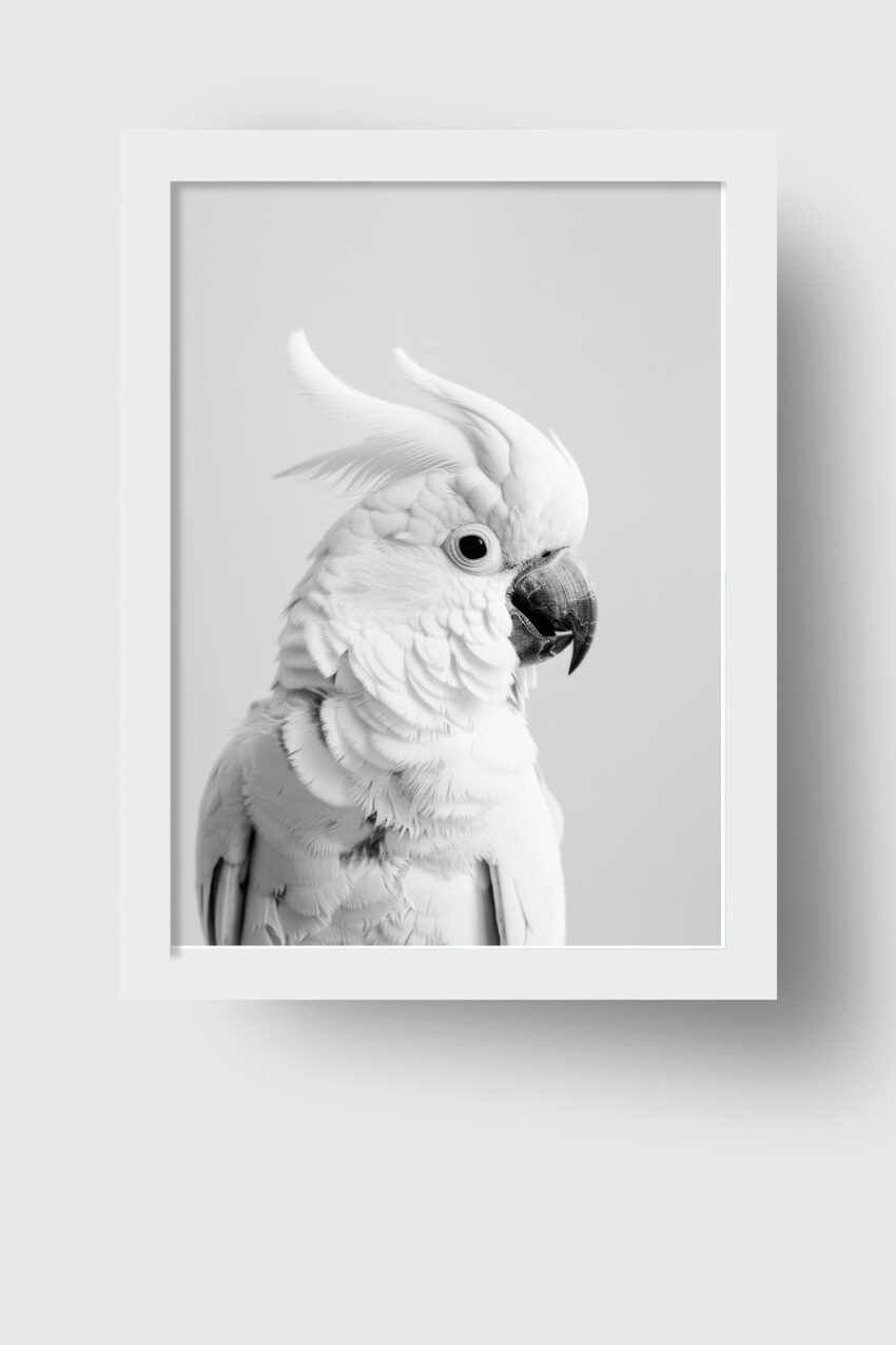 Fotografie Poster Kakadu Weiß elegant monochrom