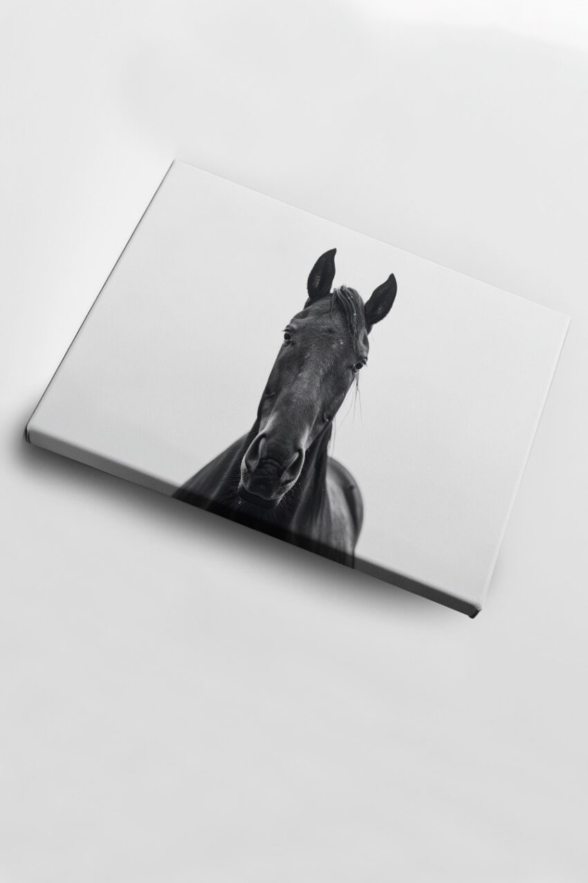 Fotografie Poster Pferd Frontalansicht Schwarz-Weiß