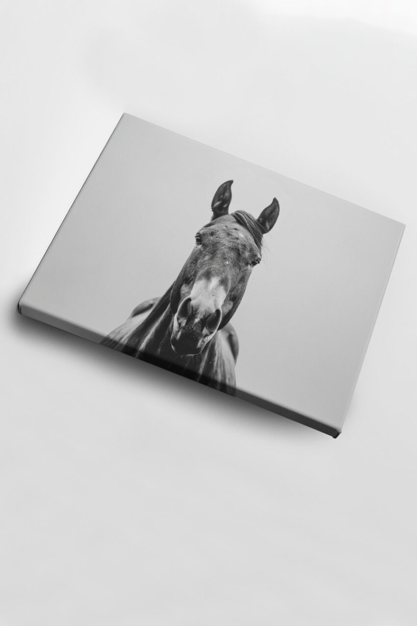 Fotografie Poster Pferd frontal schwarzweiß ruhig