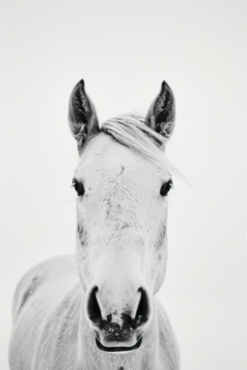 Fotografie Poster Pferd Porträt schwarz-weiß
