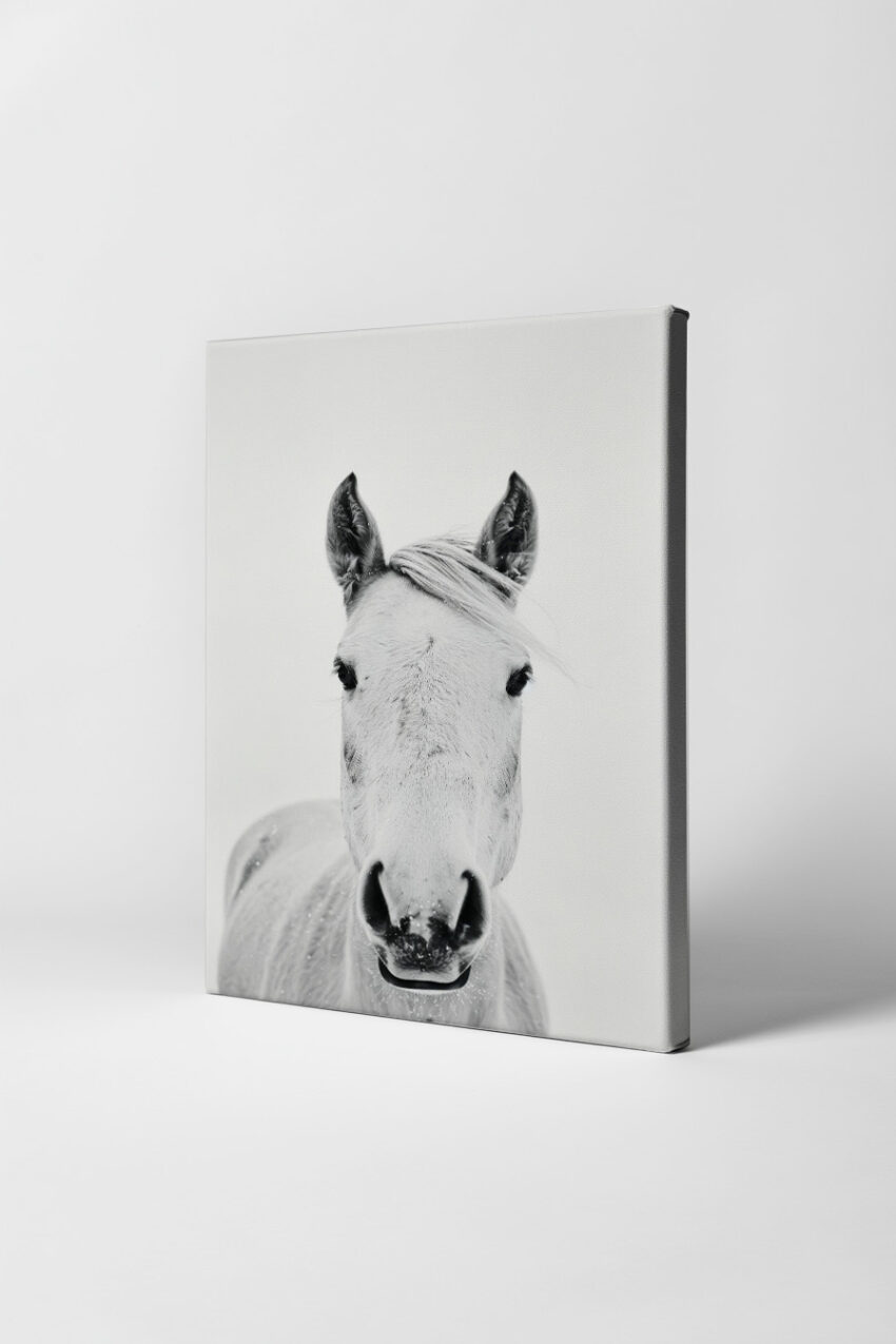 Fotografie Poster Pferd Porträt schwarz-weiß