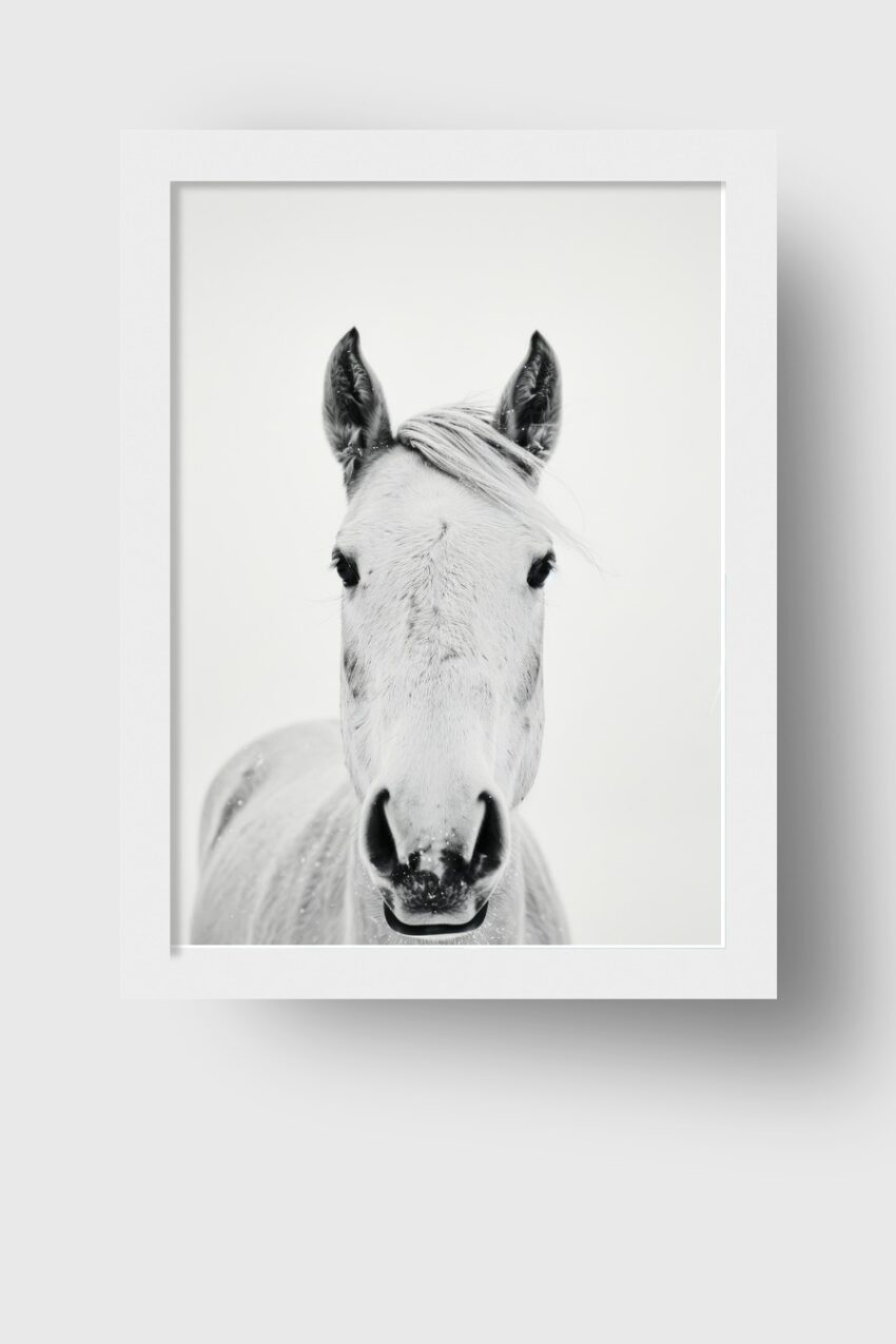 Fotografie Poster Pferd Porträt schwarz-weiß