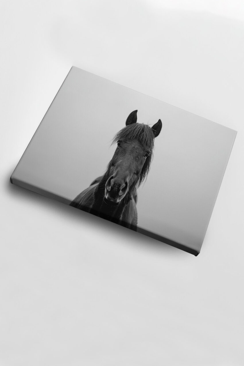 Fotografie Poster Pferd frontal schwarzweiß minimalistisch