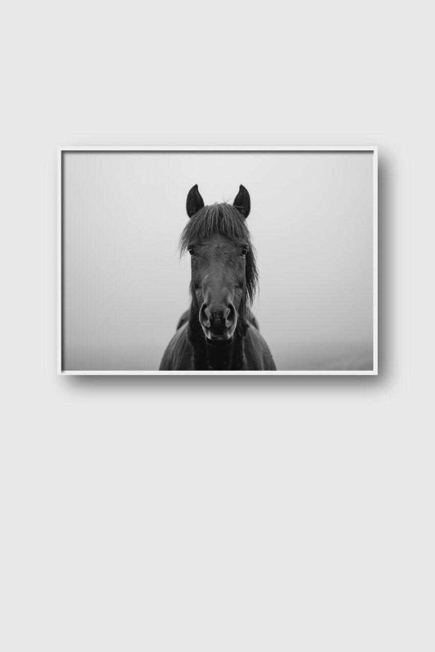 Fotografie Poster Pferd frontal schwarzweiß minimalistisch