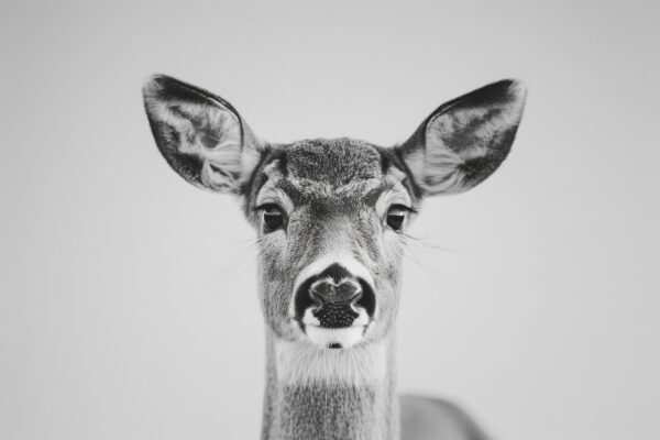 Hirsch Nase Nah Leinwandbild