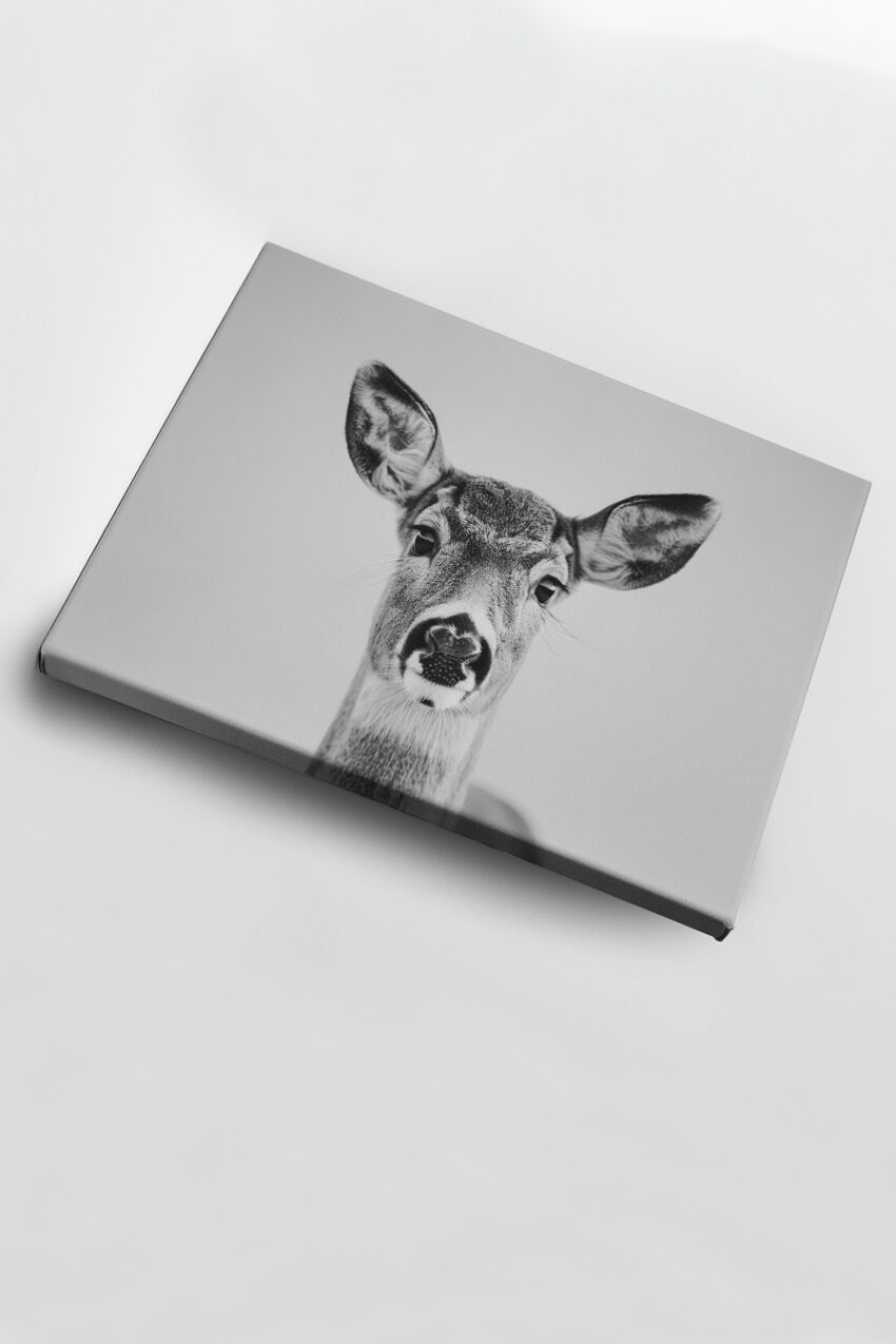 Fotografie Poster Hirsch Nase Nahaufnahme schwarz-weiß