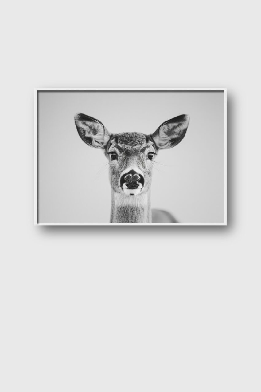 Fotografie Poster Hirsch Nase Nahaufnahme schwarz-weiß