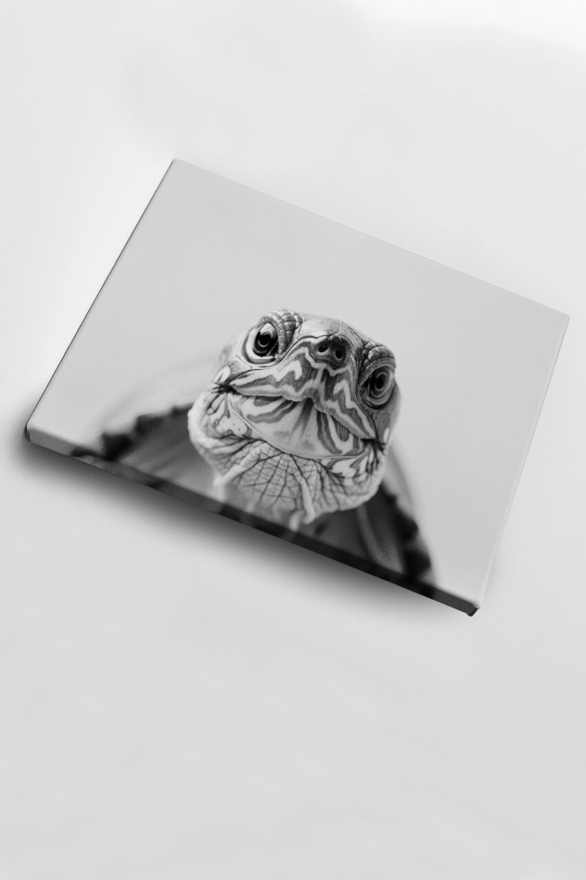 Fotografie Poster Schildkröte Kopf Nahaufnahme schwarz-weiß