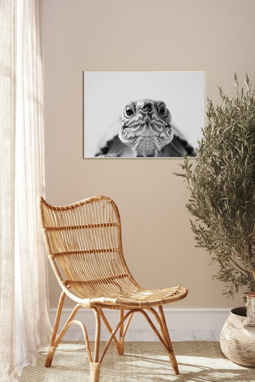 Fotografie Poster Schildkröte Kopf Nahaufnahme schwarz-weiß