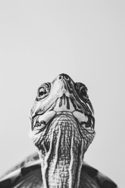 Schildkröte Kopf Nah Leinwandbild