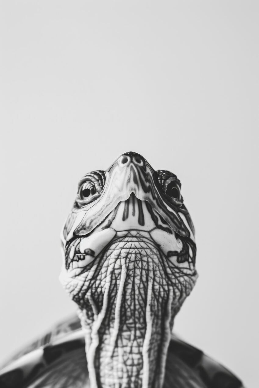 Fotografie Poster Schildkröte Kopf schwarz-weiß nah