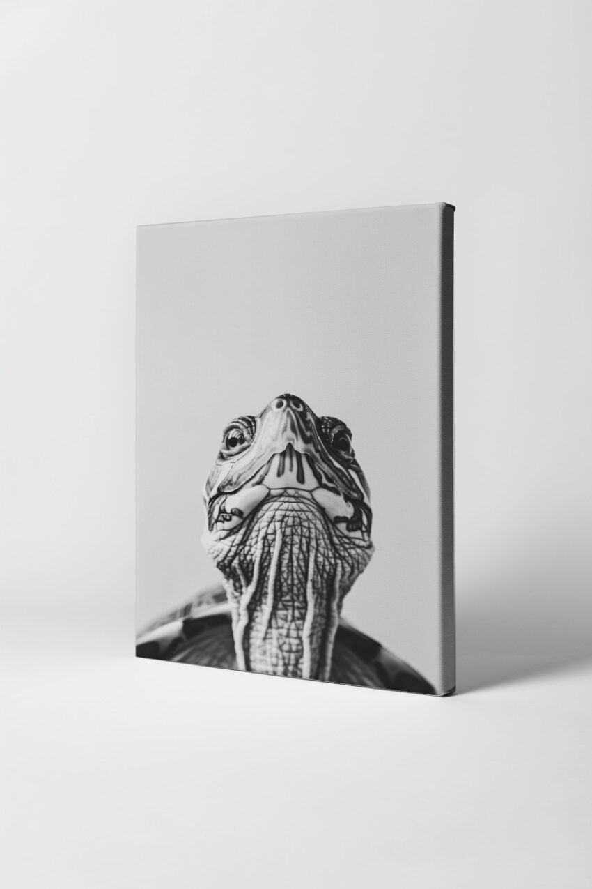 Fotografie Poster Schildkröte Kopf schwarz-weiß nah