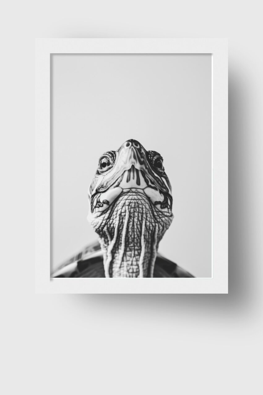 Fotografie Poster Schildkröte Kopf schwarz-weiß nah