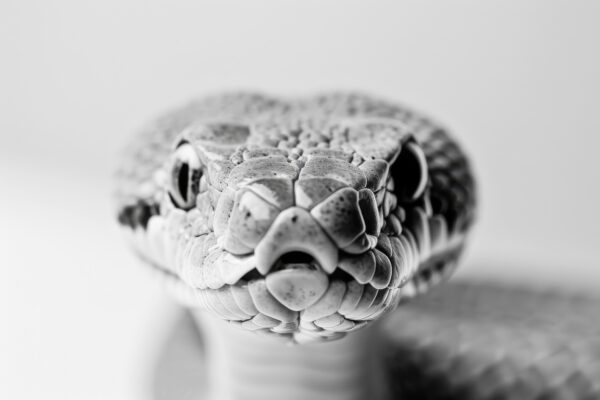 Schlange Kopf Detail Leinwandbild