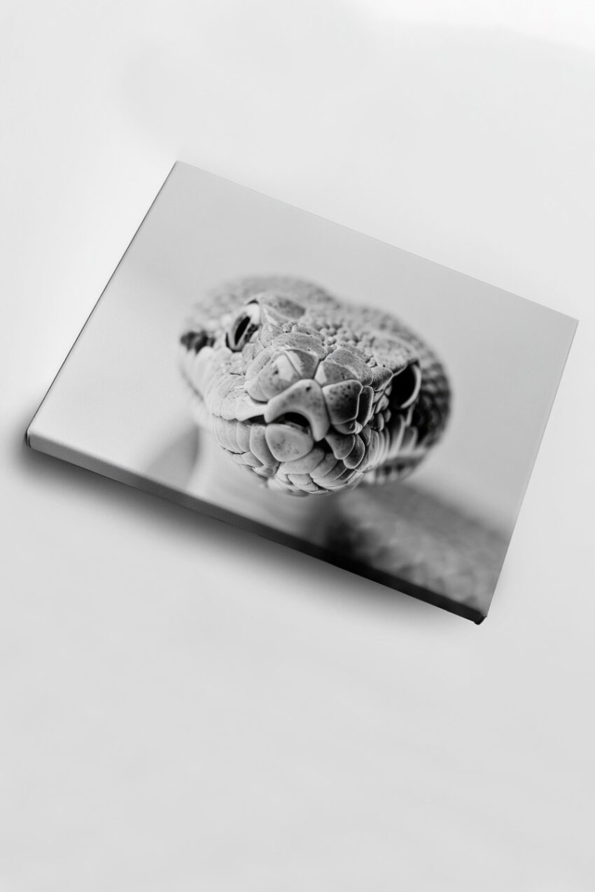 Fotografie Poster Schlange Kopf schwarz-weiß detailliert