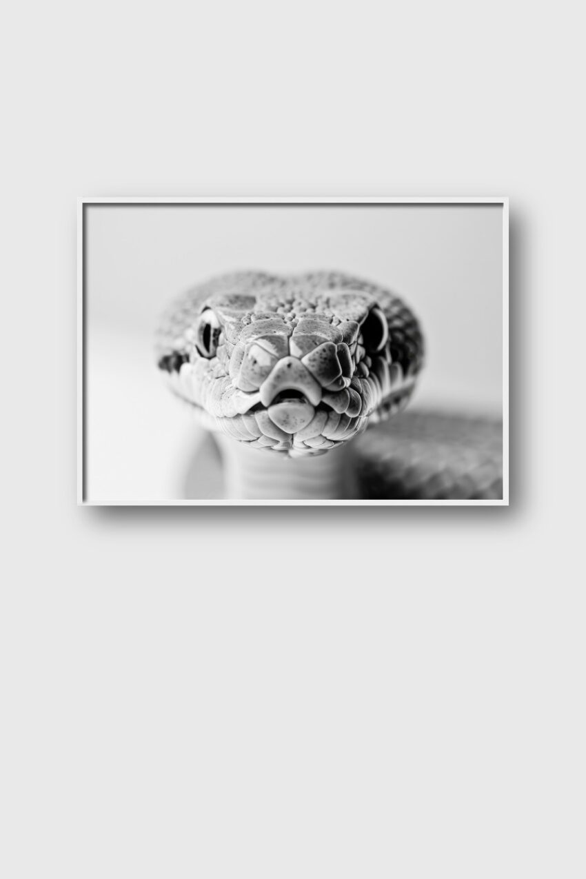 Fotografie Poster Schlange Kopf schwarz-weiß detailliert