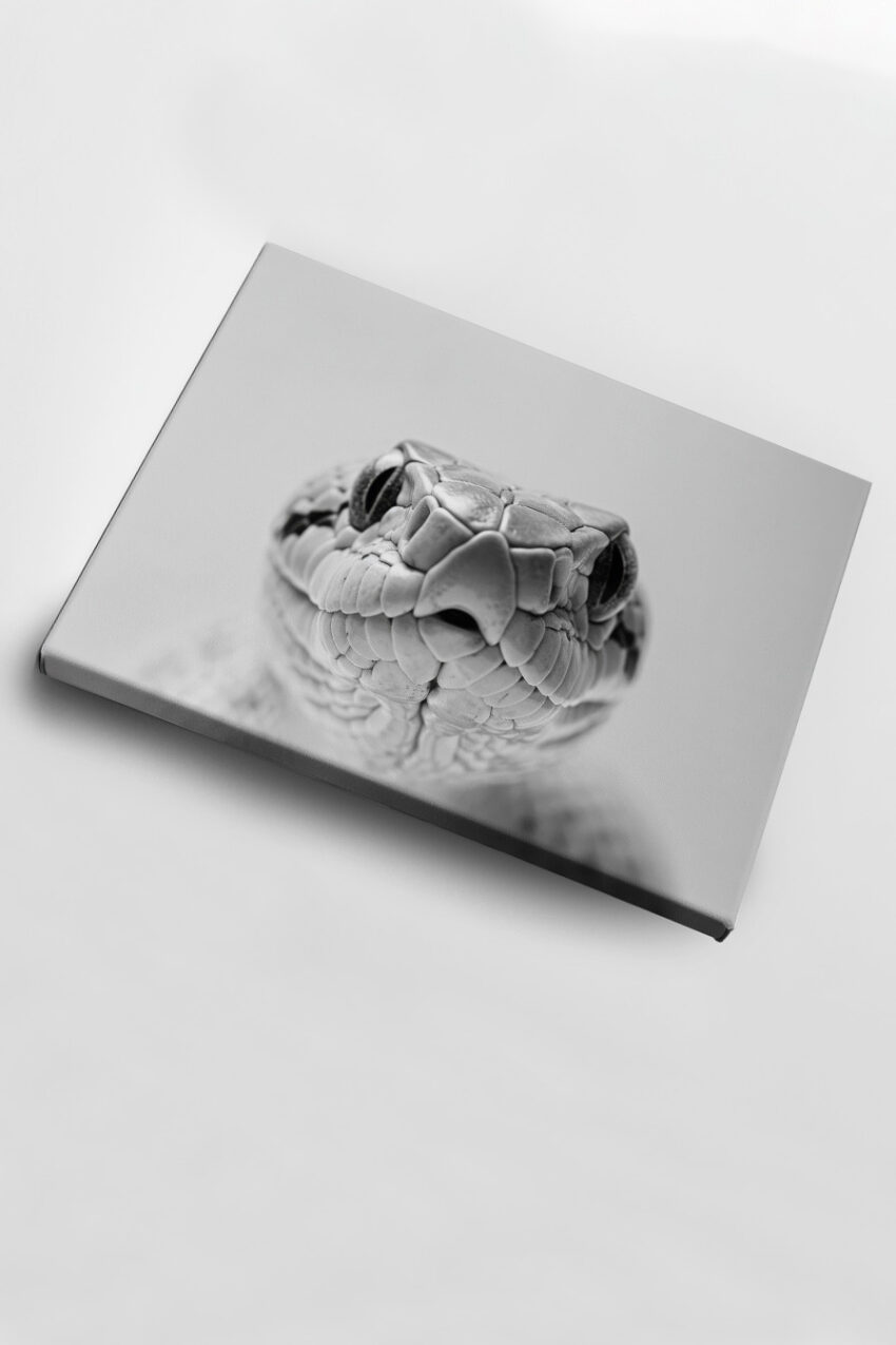 Fotografie Poster Schlange Kopf Nah schwarz-weiß