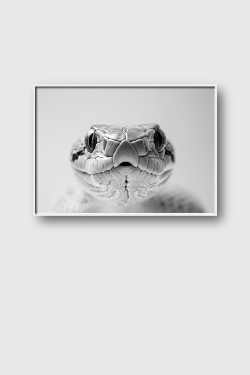 Fotografie Poster Schlange Kopf Nah schwarz-weiß
