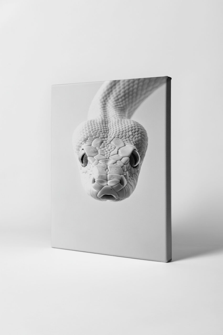 Fotografie Poster Schlange frontal schwarz-weiß minimal