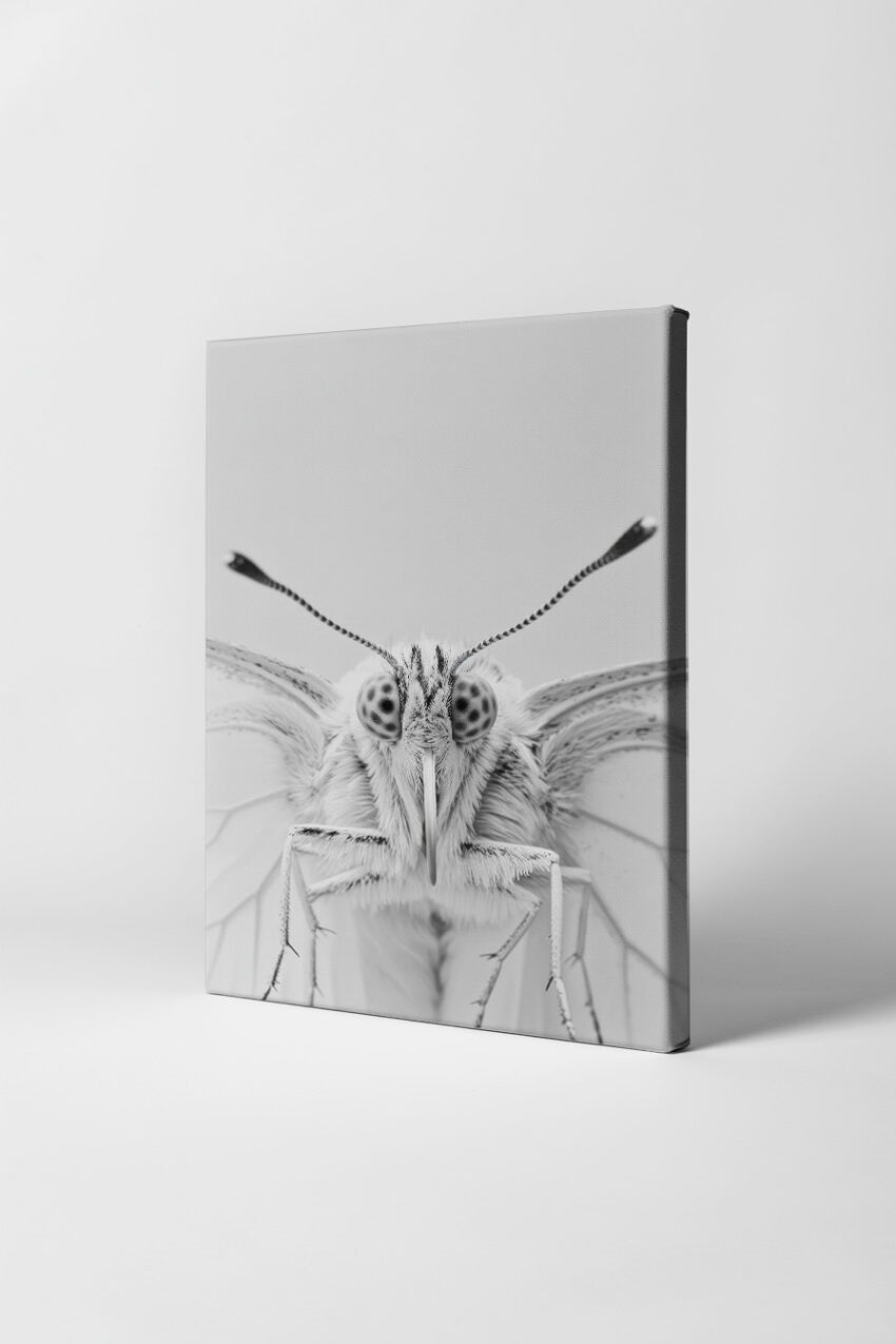 Fotografie Poster Schmetterling frontal monochrom fein detailliert