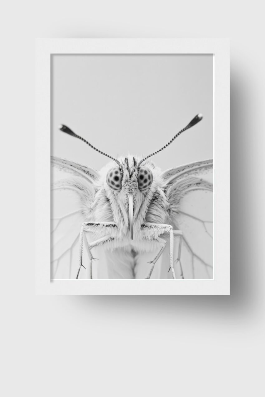 Fotografie Poster Schmetterling frontal monochrom fein detailliert