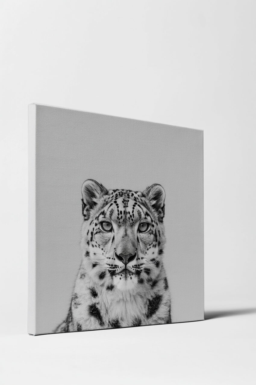 Fotografie Poster Schneeleopard monochrom Nahaufnahme