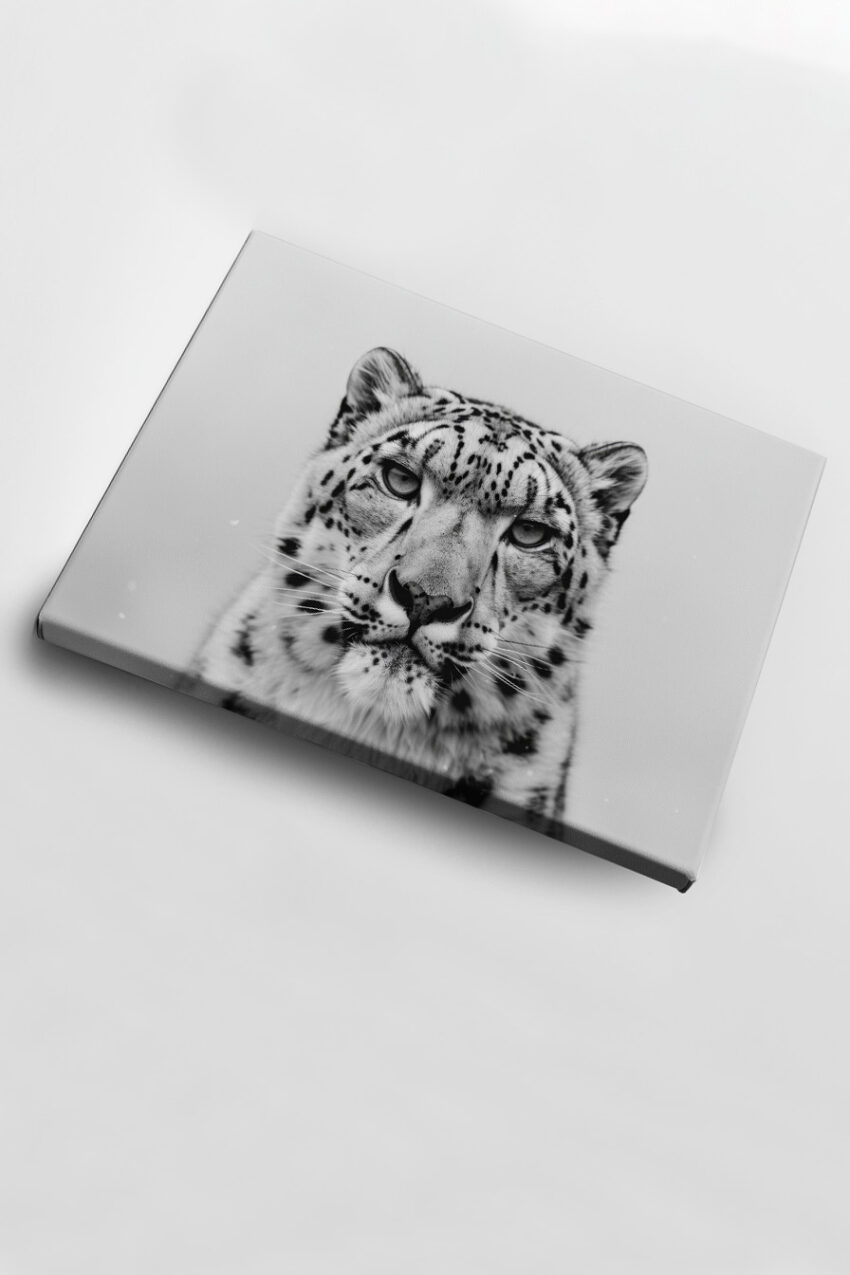 Fotografie Poster Schneeleopard Kopf schwarz-weiß Nahaufnahme