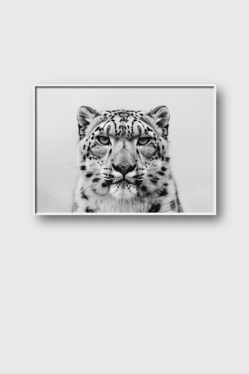 Fotografie Poster Schneeleopard Kopf schwarz-weiß Nahaufnahme