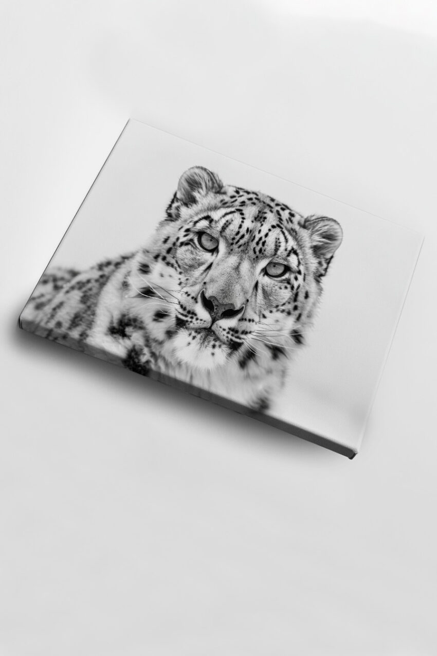 Fotografie Poster Schneeleopard intensiver Blick schwarz-weiß