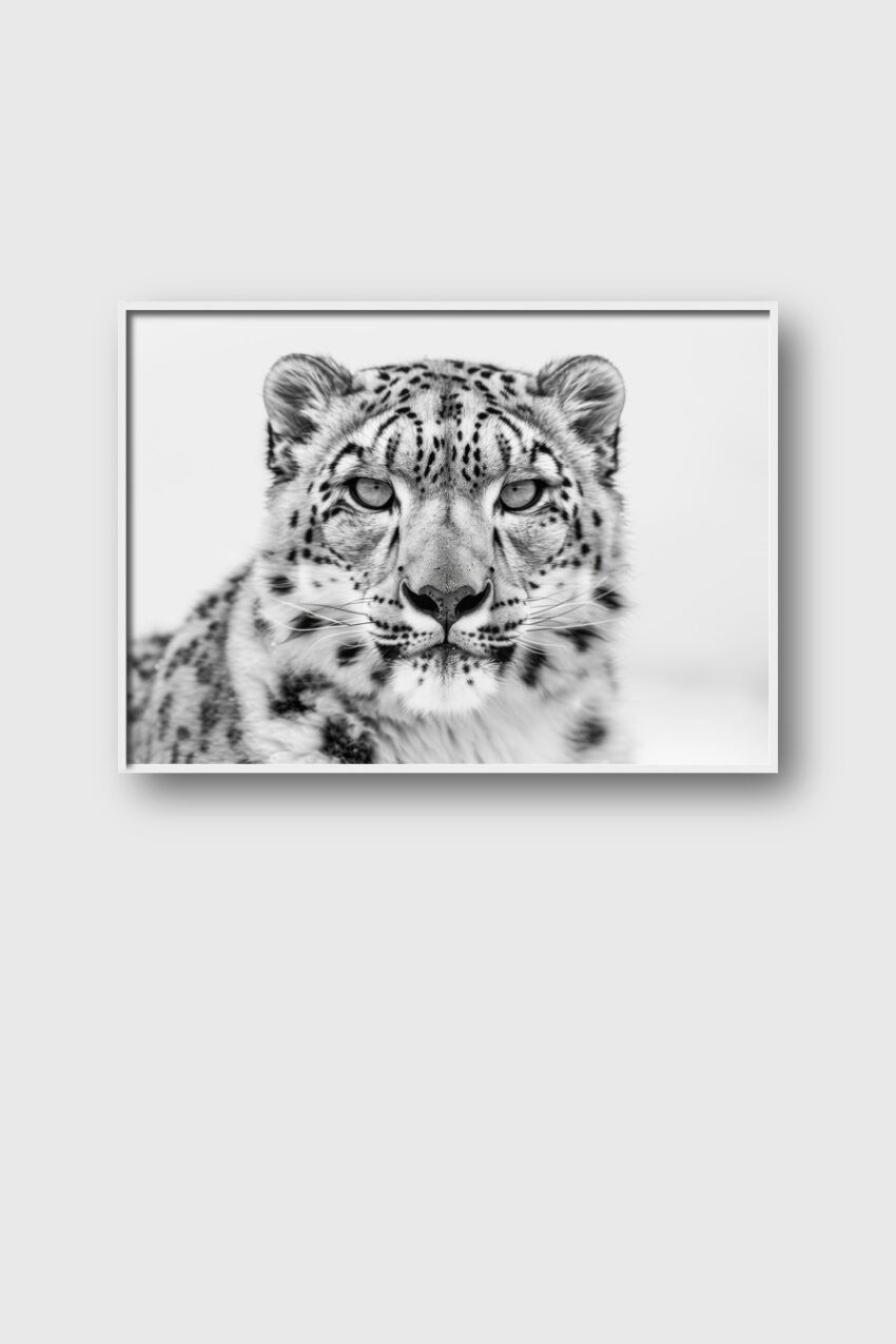 Fotografie Poster Schneeleopard intensiver Blick schwarz-weiß