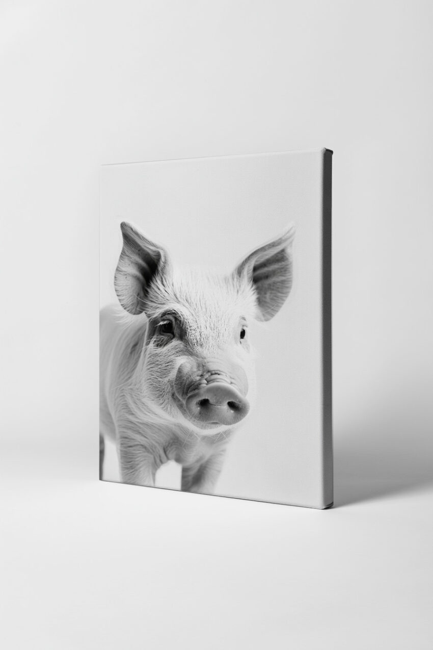 Fotografie Poster Schwein Nase Nah schwarz-weiß klar