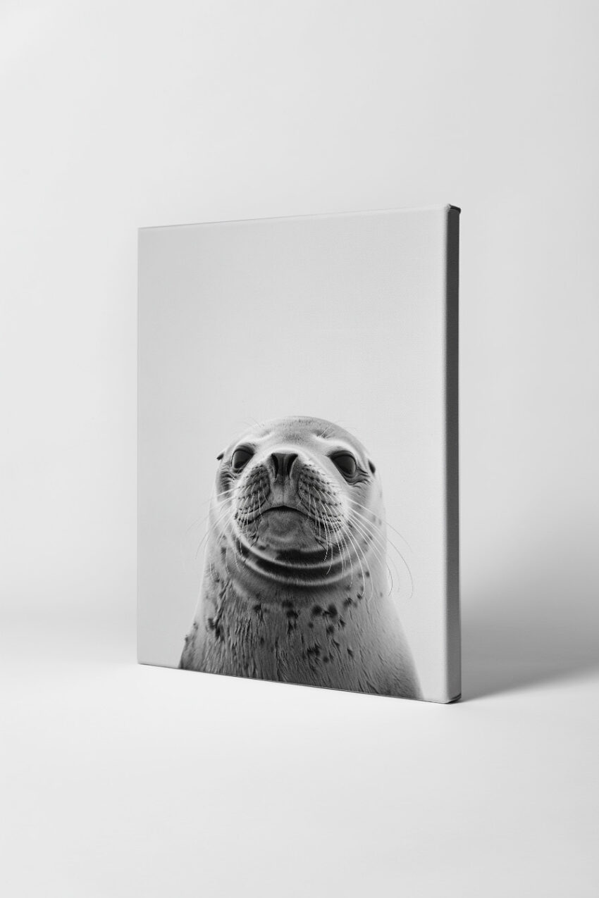 Fotografie Poster Seehund Kopf schwarz-weiß nah