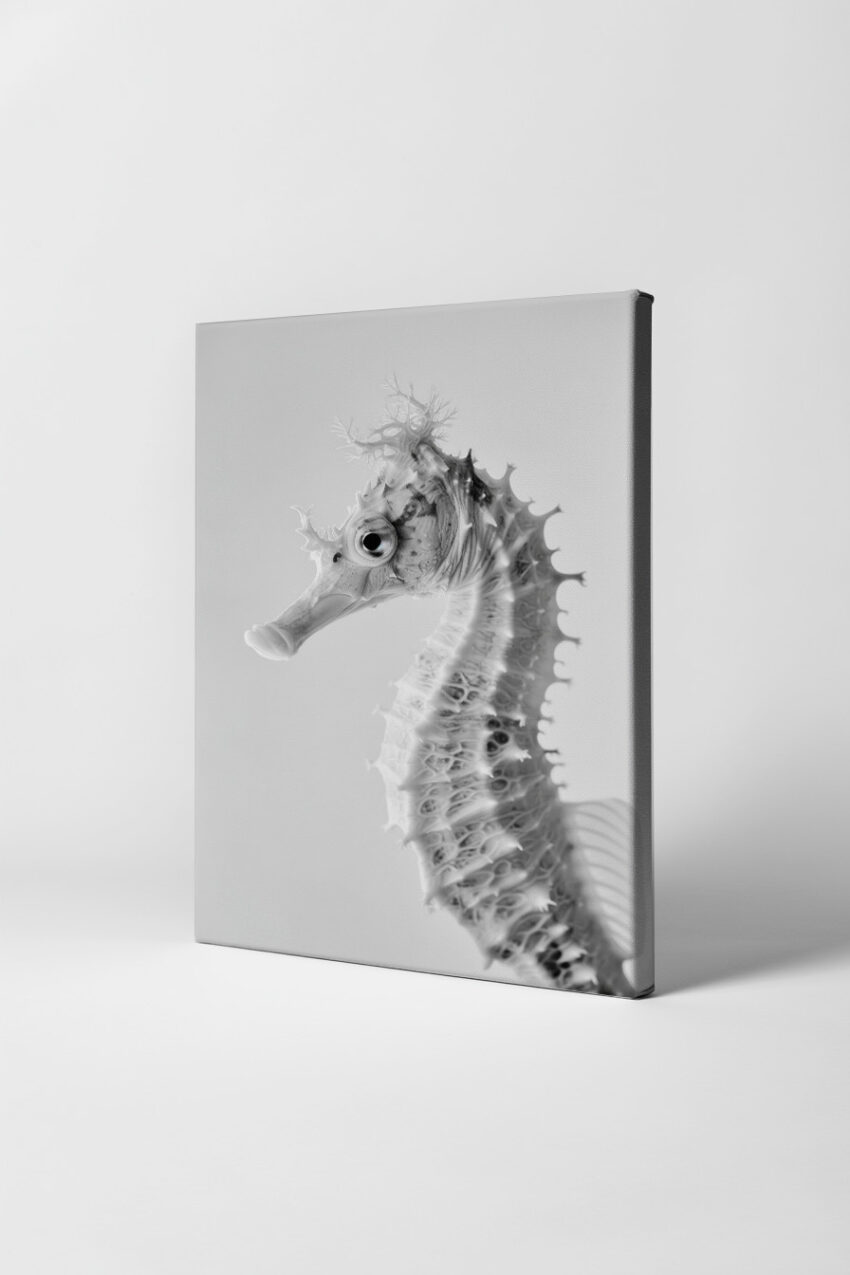 Fotografie Poster Seepferdchen schwarz-weiß Nahaufnahme