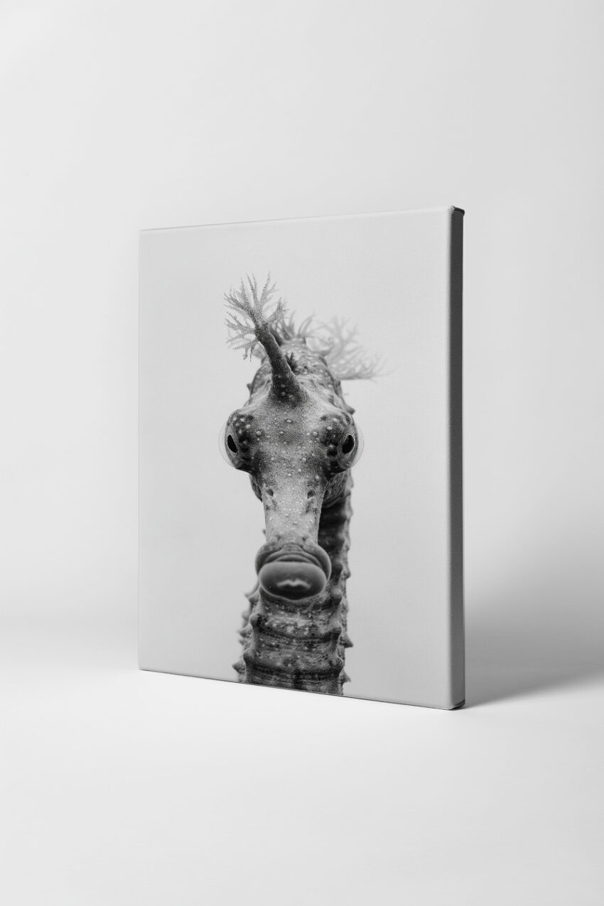 Fotografie Poster Seepferdchen Nahaufnahme schwarzweiß