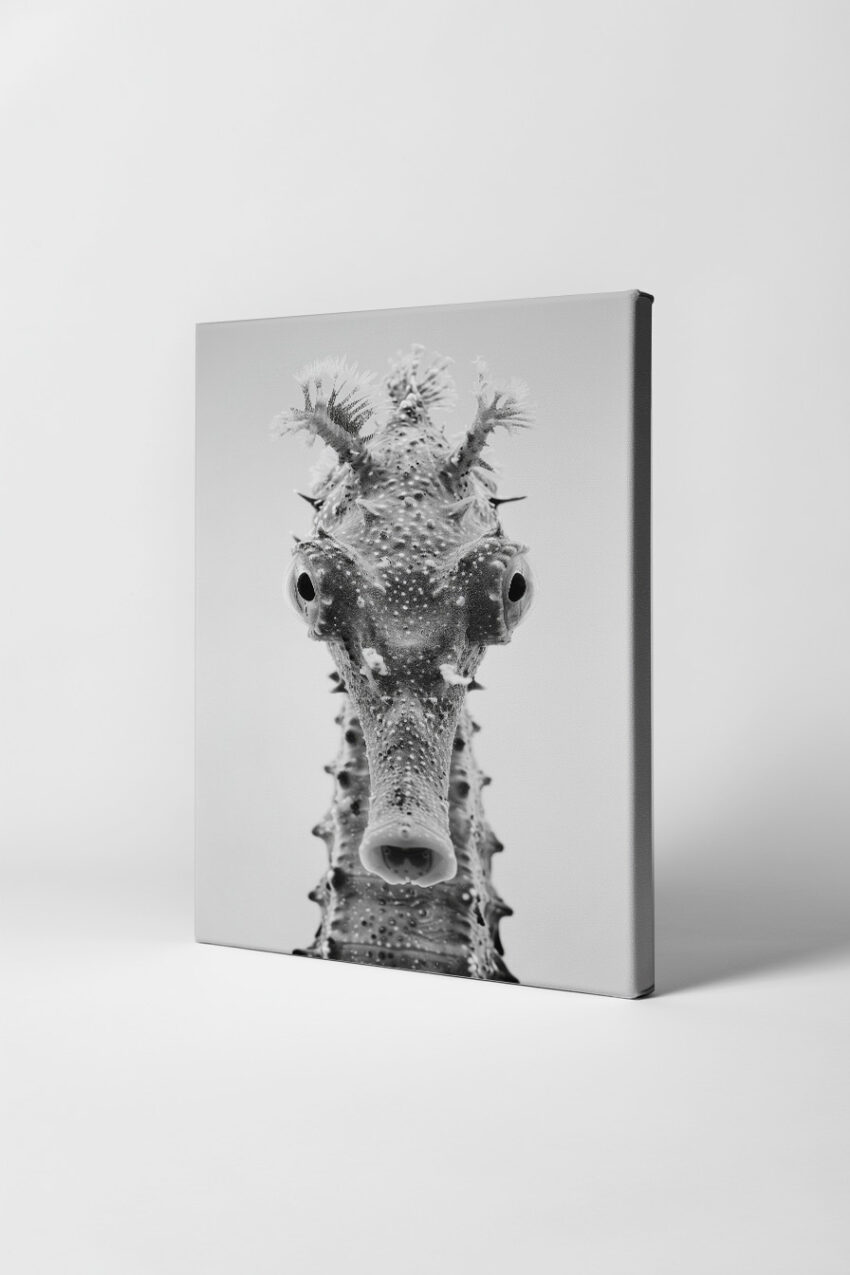 Fotografie Poster Seepferdchen schwarz-weiß nahaufnahme