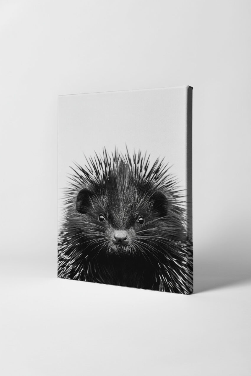 Fotografie Poster Igel Nahaufnahme schwarz-weiß